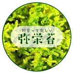 店铺Logo